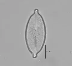 Decussiphycus placenta thumbnail 2