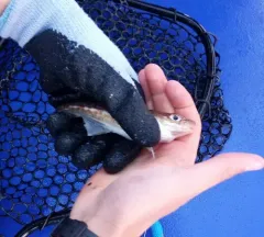 Atlantic Cod thumbnail 3