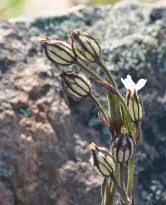 Arctic Catchfly thumbnail 3