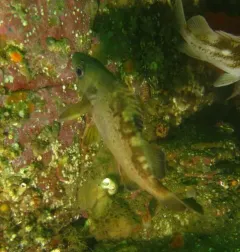 Yellowtail Rockfish thumbnail 3