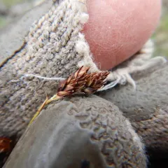 Shortleaved Sedge thumbnail 2
