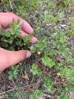 Korean bushclover thumbnail 2