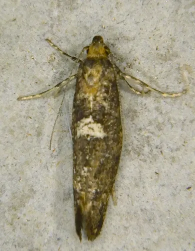 Leek Moth