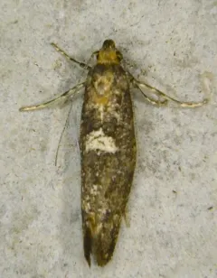 Leek Moth thumbnail 1