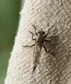 Machimus callidus thumbnail 2