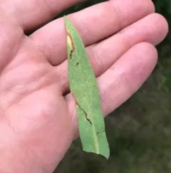 Narrow Bucculatrix thumbnail 3