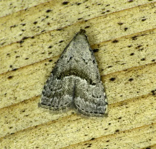 Large Hypenodes Moth
