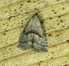 Large Hypenodes Moth thumbnail 1