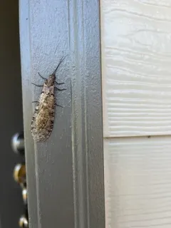Neohermes californicus thumbnail 3