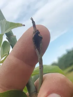 Boxelder Twig Borer Moth thumbnail 3