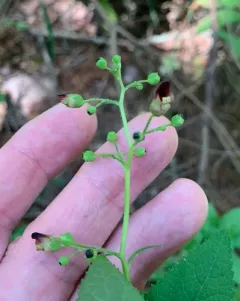 Common Figwort thumbnail 3