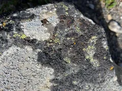 Pitted Blister Lichen thumbnail 2
