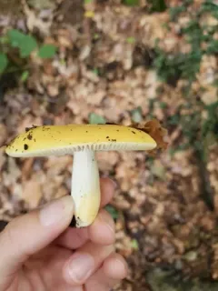 Russula ochroleucoides thumbnail 4