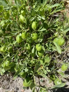 Dwarf groundcherry thumbnail 3