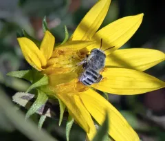 Short Sun-digger Bee thumbnail 3
