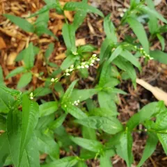 Dotted Smartweed thumbnail 4