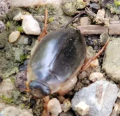 Double-marked Swimming Beetle thumbnail 3