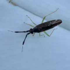 Common Flathorn Plant Bug thumbnail 3