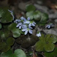 round-lobed hepatica thumbnail 1