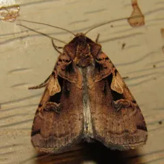 Setaceous Hebrew Character thumbnail 1