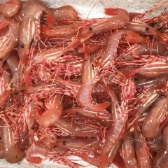 California Spot Prawn thumbnail 2