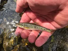 Gravel Chub thumbnail 4