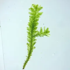 Dwarf Anomodon Moss thumbnail 3