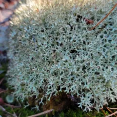 Thorn Lichen thumbnail 3