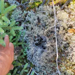 Black-footed Reindeer Lichen thumbnail 3