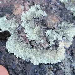 Concentric Ring Lichen thumbnail 3
