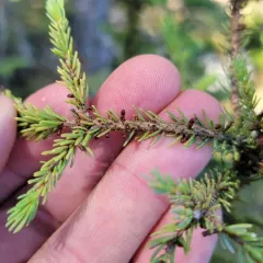 Eastern Dwarf-mistletoe thumbnail 3