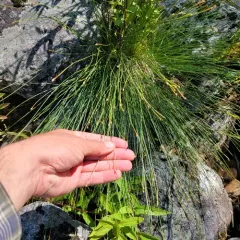 Tufted Bulrush thumbnail 2