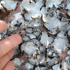 Frosted Rock Tripe thumbnail 4