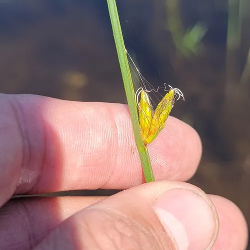 Torrey's bulrush
