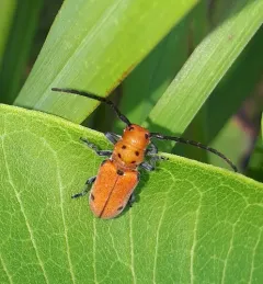 Tetraopes quinquemaculatus thumbnail 2