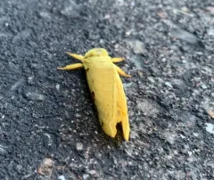 Willow Ghost Moth thumbnail 4