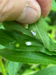 Galeopsomyia haemon thumbnail 2