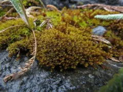 False Beard Moss thumbnail 3