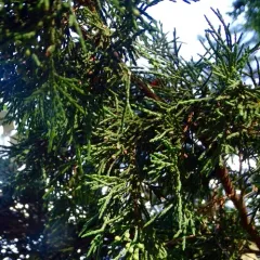 Seaside Juniper thumbnail 3