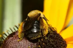 Melissodes bidentis thumbnail 2