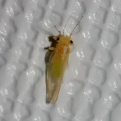 Cacopsylla annulata thumbnail 2