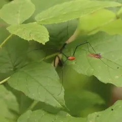 Leiobunum nigropalpi thumbnail 3
