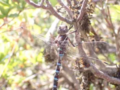 Walker's Darner thumbnail 2
