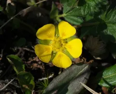 Arctic Cinquefoil thumbnail 3