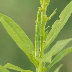 Asteroid Moth thumbnail 3