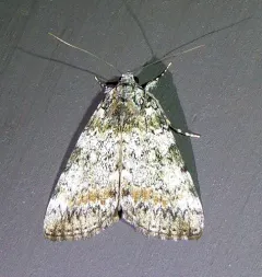 Connubial Underwing thumbnail 2