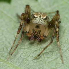 Butterfly Orbweaver thumbnail 3
