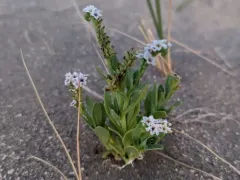 alkali heliotrope thumbnail 2