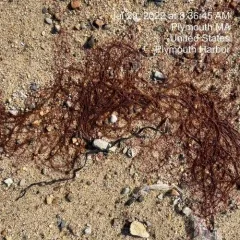 Chenille Weed thumbnail 2