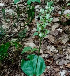 Large-leaved Bog Orchid thumbnail 2